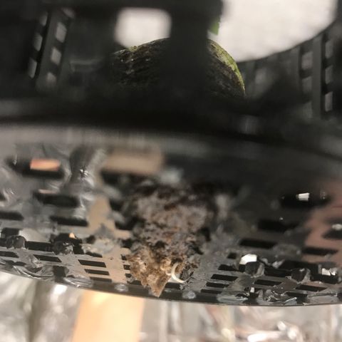 Pablo Escobar growlog photo: Нижняя плёночка торфяной таблетки не давала пробиться корню, началось развитие боковых корней. Рост замедлился и растение перестало быть лидером. Проблема устранена