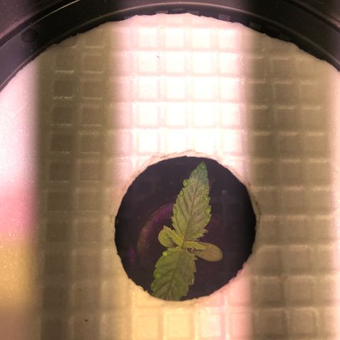 Pablo Escobar growlog timeline photo