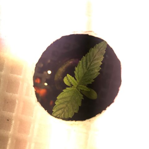 Pablo Escobar growlog timeline photo