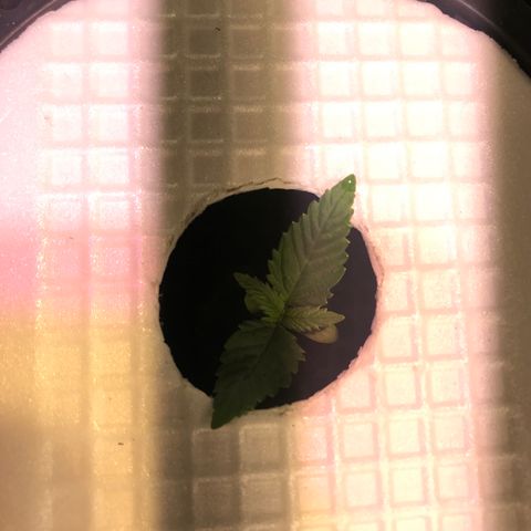 Pablo Escobar growlog timeline photo