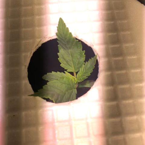Pablo Escobar growlog timeline photo