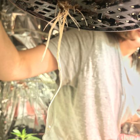 Pablo Escobar growlog timeline photo