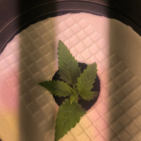 Pablo Escobar growlog timeline photo