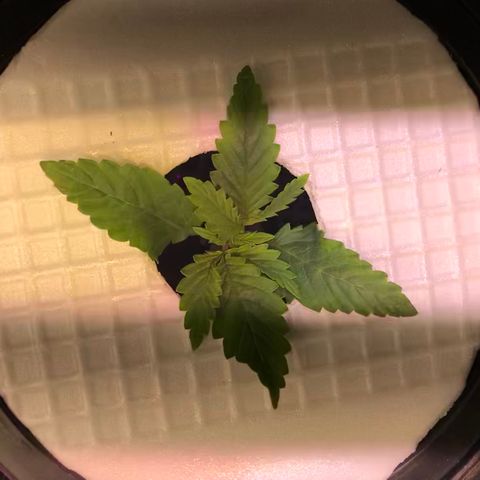 Pablo Escobar growlog timeline photo