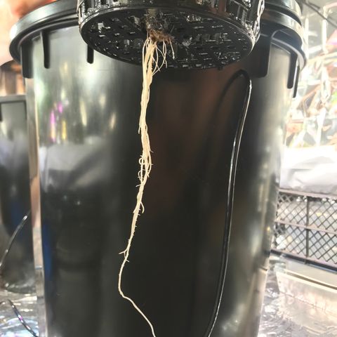 Pablo Escobar growlog timeline photo