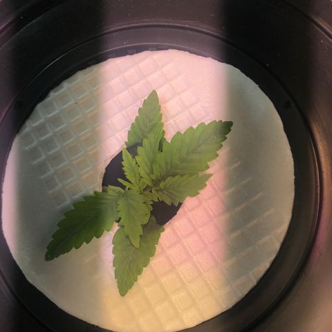 Pablo Escobar growlog timeline photo
