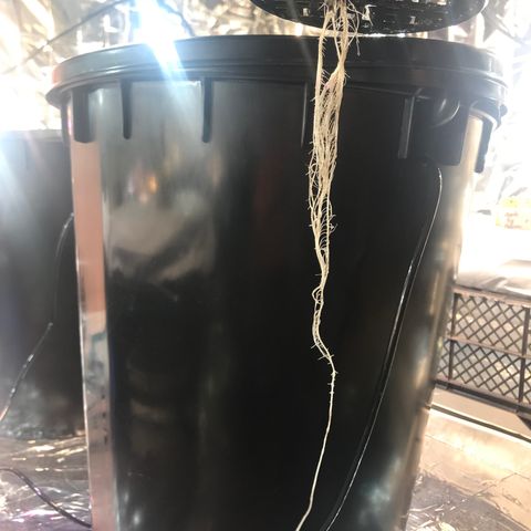 Pablo Escobar growlog timeline photo
