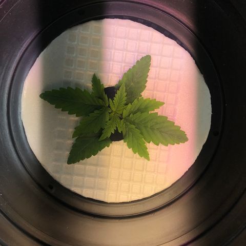 Pablo Escobar growlog timeline photo