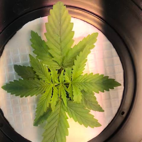 Pablo Escobar growlog timeline photo