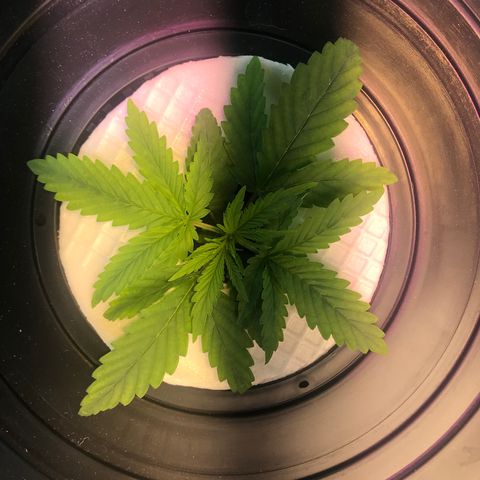 Pablo Escobar growlog timeline photo