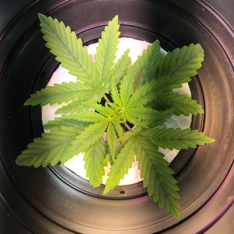 Pablo Escobar growlog timeline photo