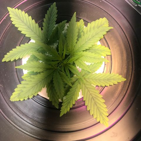 Pablo Escobar growlog timeline photo