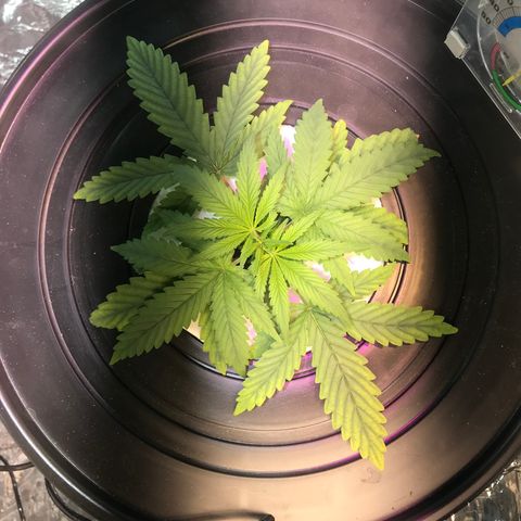 Pablo Escobar growlog timeline photo
