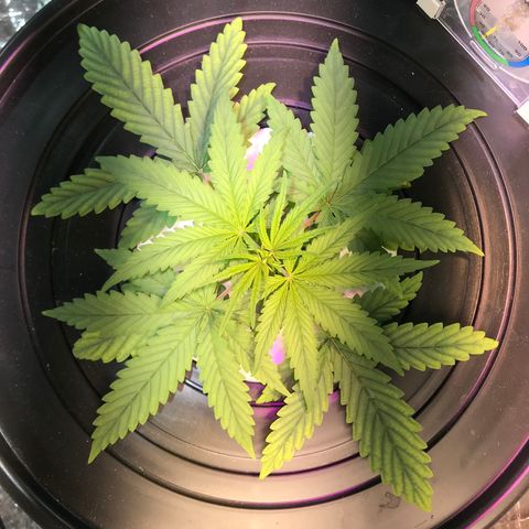 Pablo Escobar growlog timeline photo