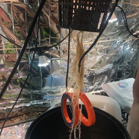 Pablo Escobar growlog timeline photo