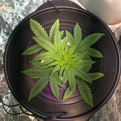 Pablo Escobar growlog timeline photo