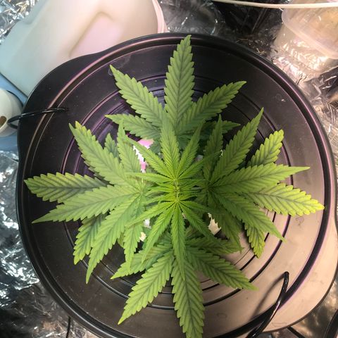Pablo Escobar growlog timeline photo