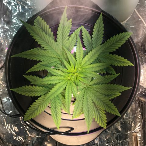 Pablo Escobar growlog timeline photo