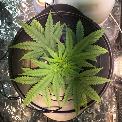 Pablo Escobar growlog timeline photo