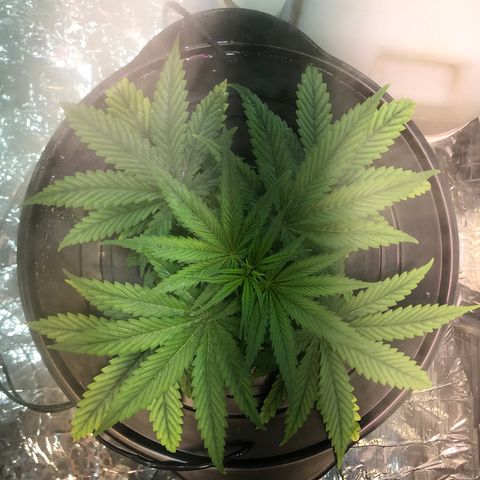 Pablo Escobar growlog timeline photo