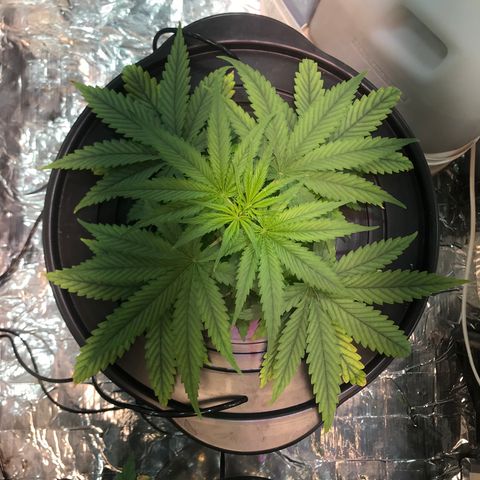 Pablo Escobar growlog timeline photo