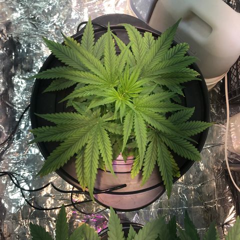 Pablo Escobar growlog timeline photo