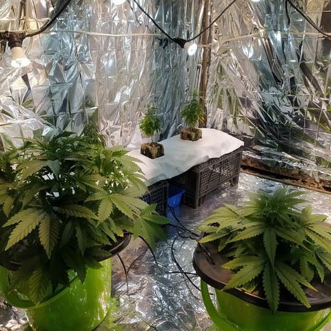 Pablo Escobar growlog photo: Смена удобрений
