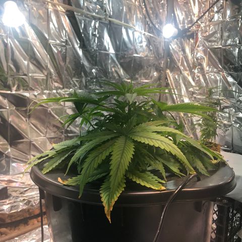Pablo Escobar growlog timeline photo