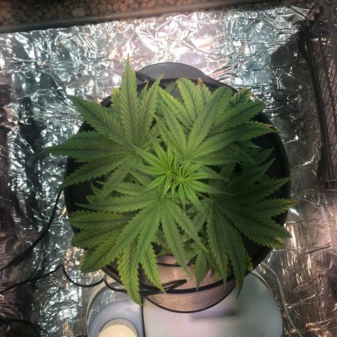 Pablo Escobar growlog timeline photo