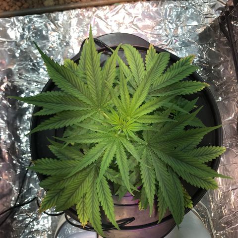 Pablo Escobar growlog timeline photo
