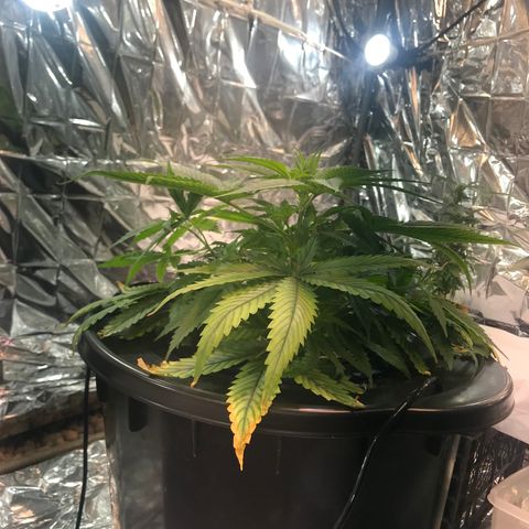 Pablo Escobar growlog timeline photo
