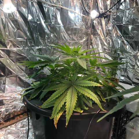 Pablo Escobar growlog timeline photo