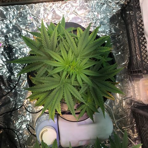 Pablo Escobar growlog timeline photo
