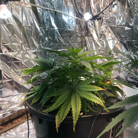 Pablo Escobar growlog timeline photo