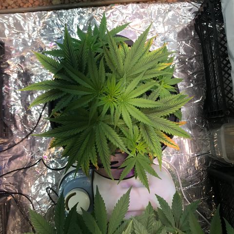 Pablo Escobar growlog timeline photo