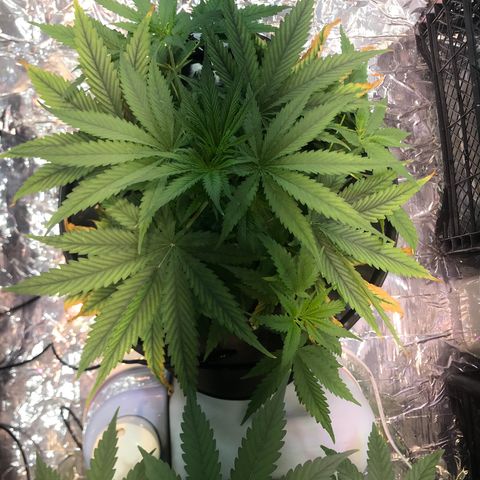 Pablo Escobar growlog timeline photo
