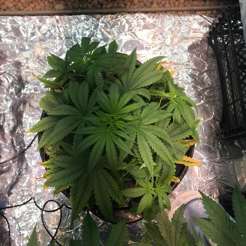 Pablo Escobar growlog timeline photo