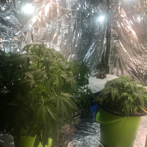 Pablo Escobar growlog timeline photo