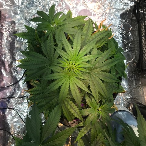 Pablo Escobar growlog timeline photo