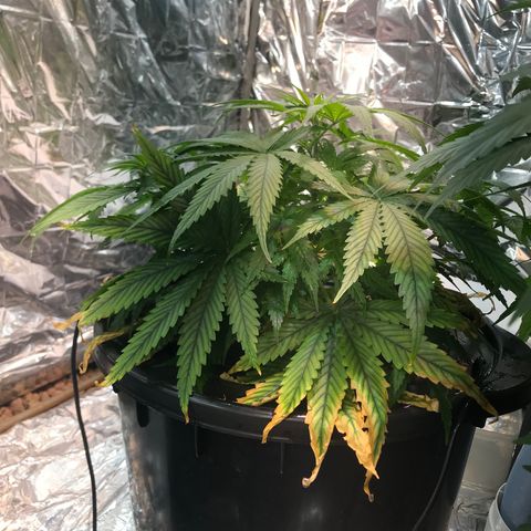 Pablo Escobar growlog timeline photo