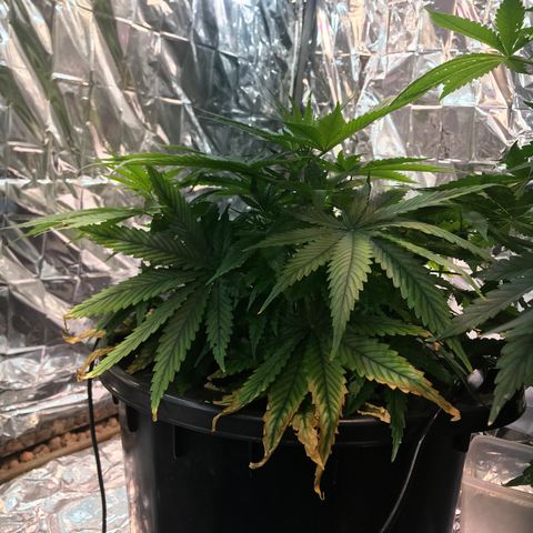 Pablo Escobar growlog timeline photo
