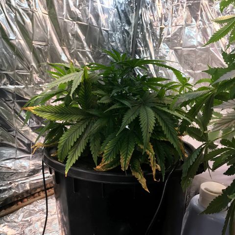 Pablo Escobar growlog timeline photo