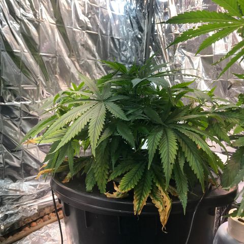 Pablo Escobar growlog timeline photo