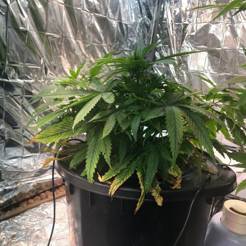 Pablo Escobar growlog timeline photo