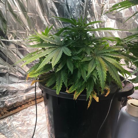 Pablo Escobar growlog timeline photo