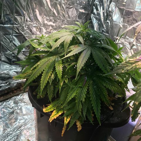 Pablo Escobar growlog timeline photo