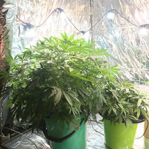 Pablo Escobar growlog timeline photo