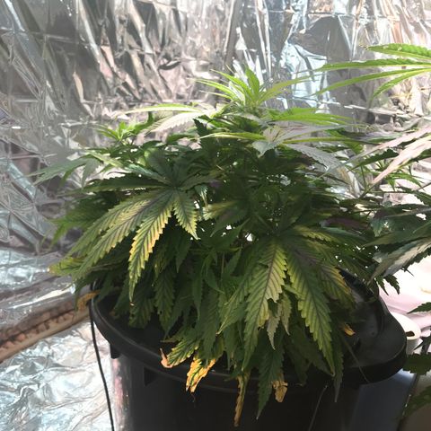 Pablo Escobar growlog timeline photo