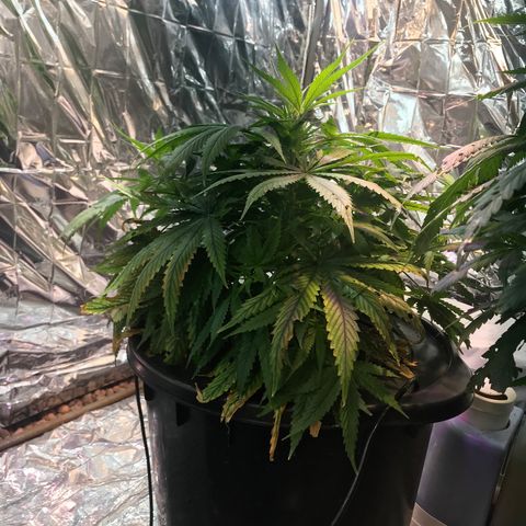 Pablo Escobar growlog timeline photo