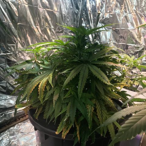 Pablo Escobar growlog timeline photo